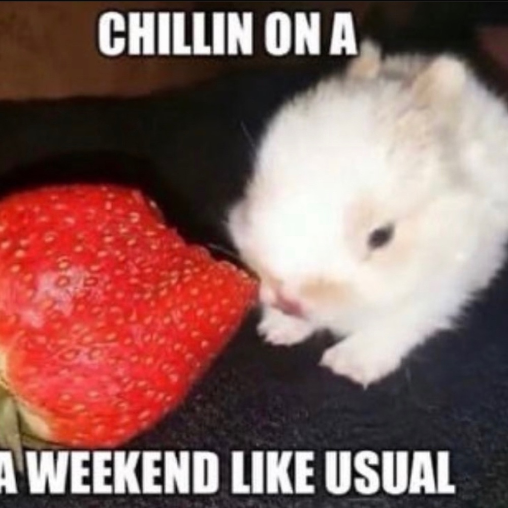 Meet your Posher, Riley